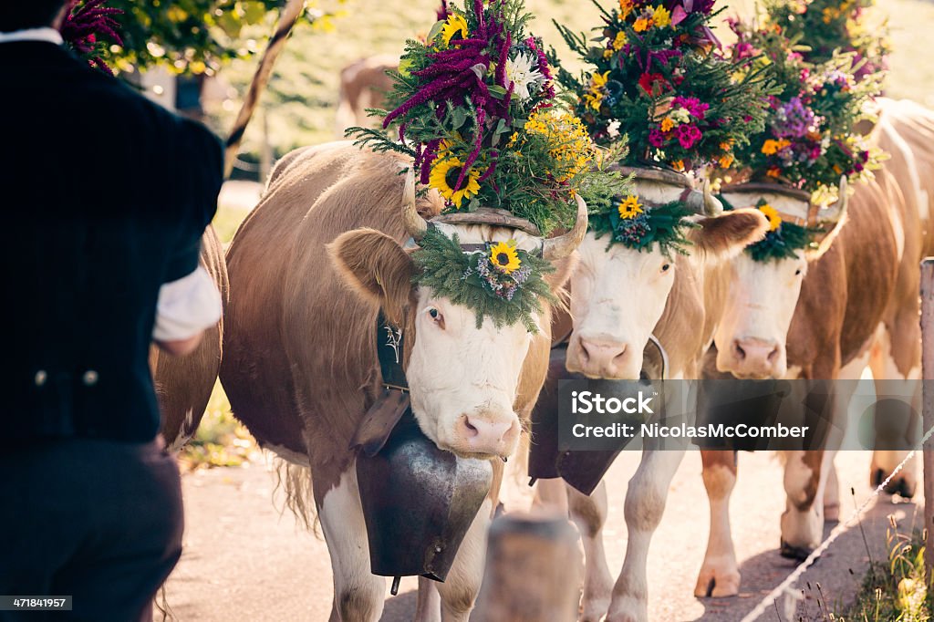 Decorated Simmental Cattle with large Swiss bells Decorated Simmental Cattle with large Swiss bells being led to the village for the Aelplerfest. Agricultural Fair Stock Photo