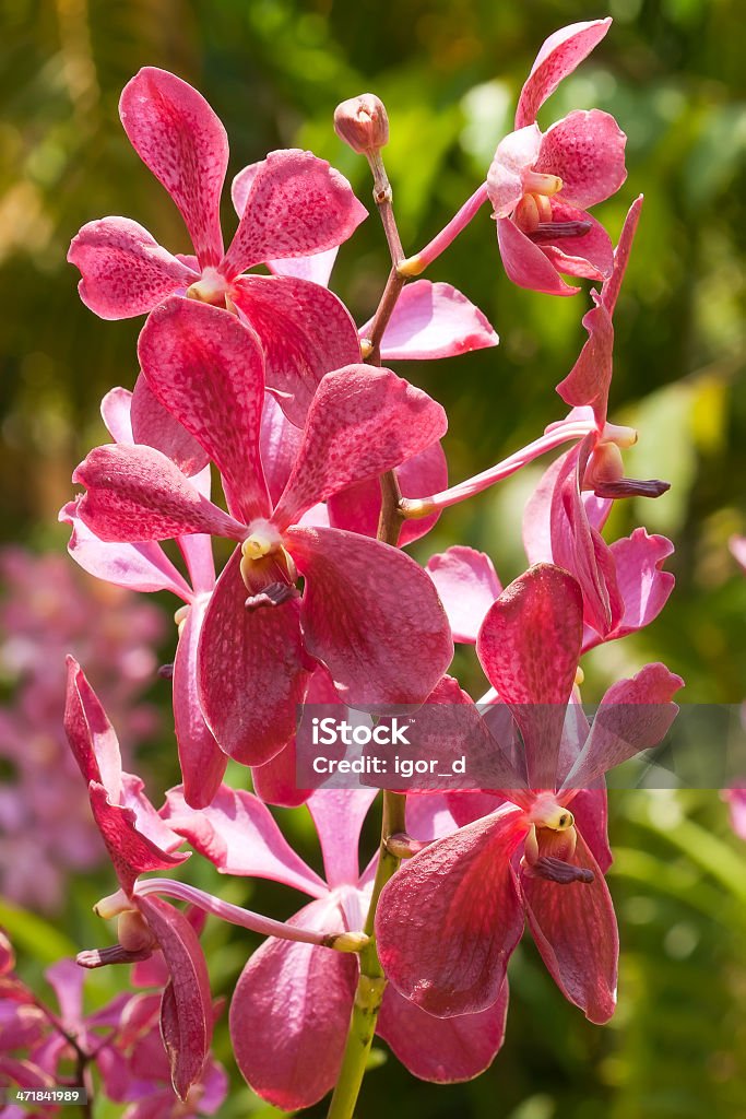 Beautyful red orchid flowers Beautyful red orchid flowers, at sunny day Beauty In Nature Stock Photo