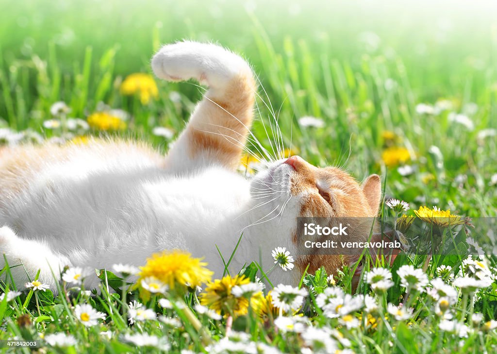 young cat young cat in the grass  Animal Stock Photo