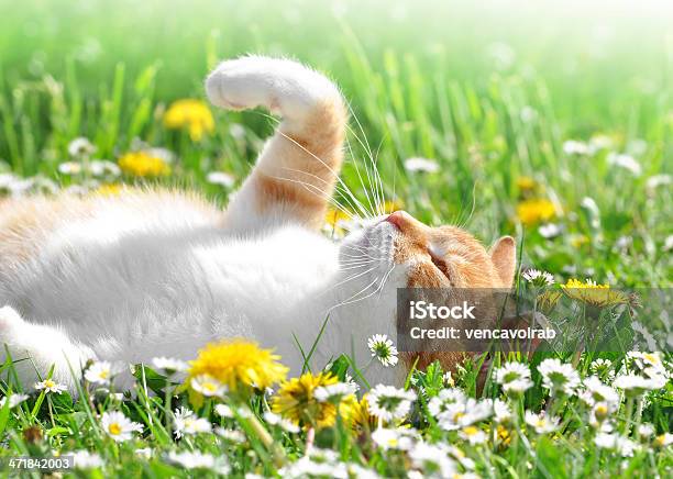 Young Cat Stock Photo - Download Image Now - Animal, Animal Hair, Cute