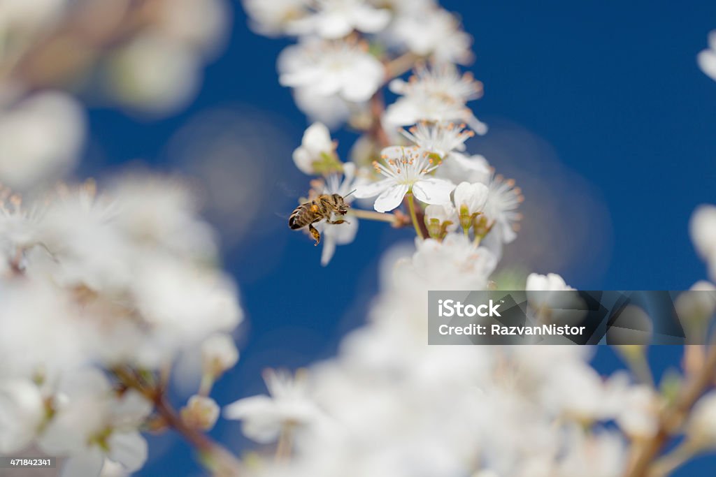 Bienen sammeln Pollen - Lizenzfrei Apfelbaum Stock-Foto