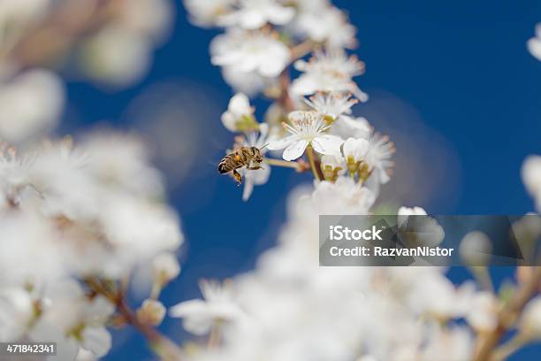 Bienen Sammeln Pollen Stockfoto und mehr Bilder von Apfelbaum - Apfelbaum, Apfelbaum-Blüte, Aprikosenbaum