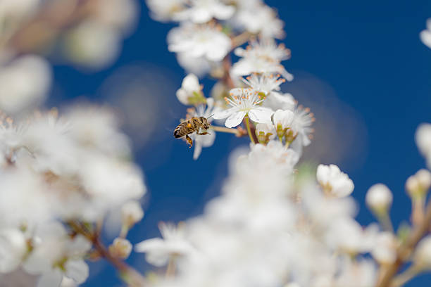 bee recogida de polen - bee apple tree flower single flower fotografías e imágenes de stock