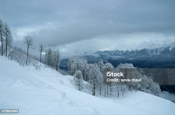 Después De Una Tormenta De Nieve Cerca De Sochi Foto de stock y más banco de imágenes de Abeto - Abeto, Abeto Picea, Accidentes y desastres