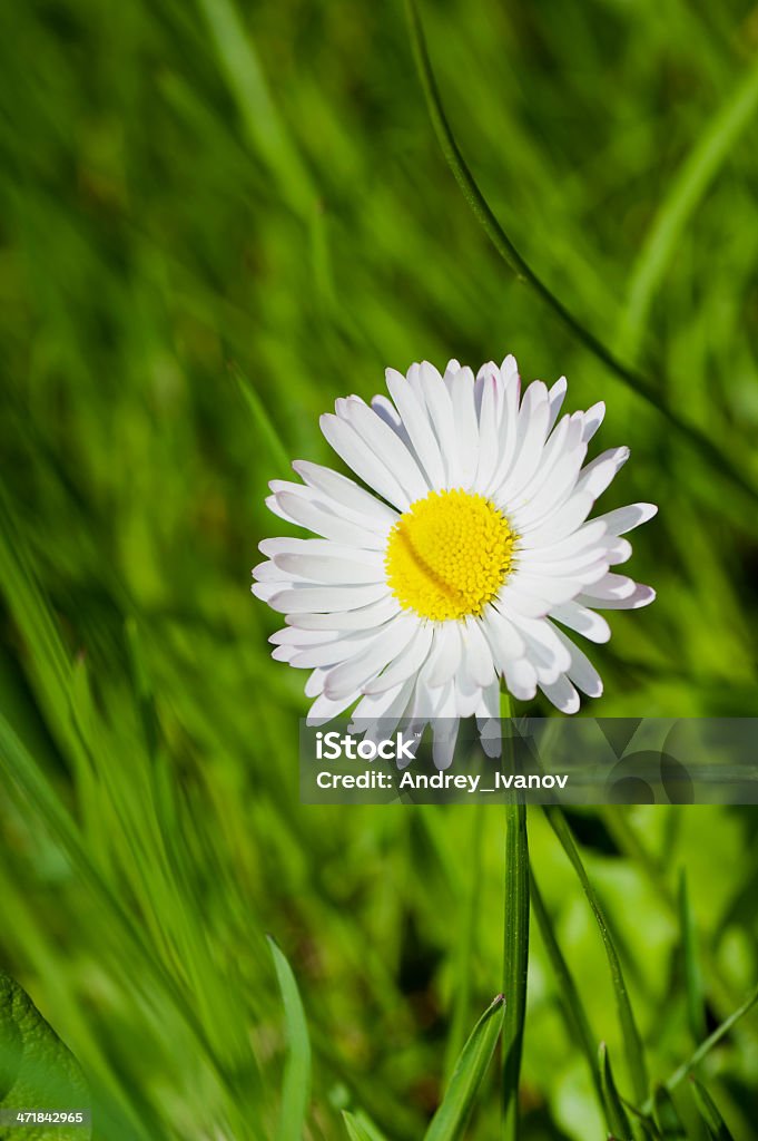 Sommer Blume. Makro-shooting - Lizenzfrei Einzelner Gegenstand Stock-Foto