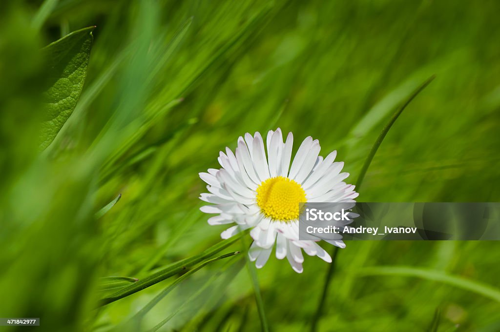Flor de verano. Macro tiro - Foto de stock de Aire libre libre de derechos