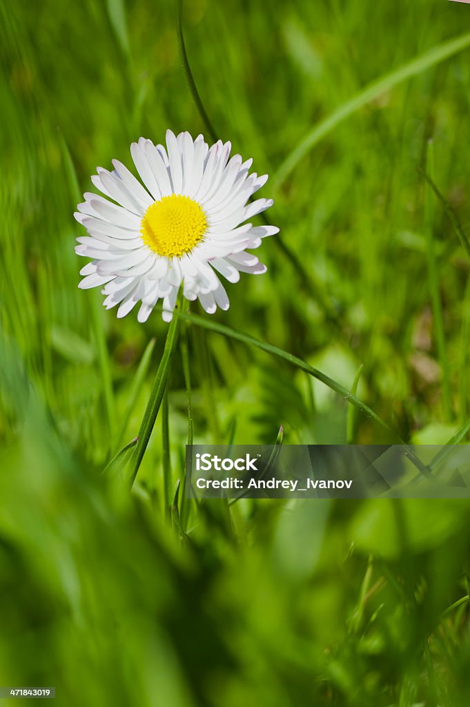 Flores de verão. Fotografia Macro - Foto de stock de Amarelo royalty-free