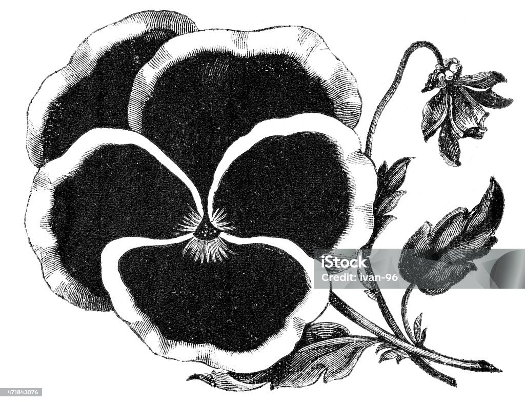 violet flower Engraved illustration of violet flowers  19th Century Stock Photo