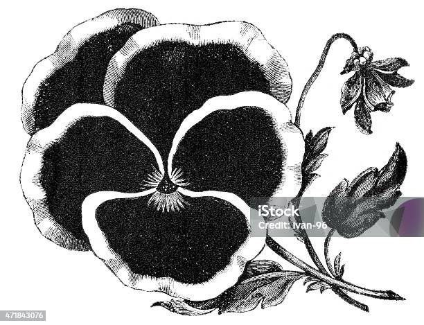 Violet Flower Stock Photo - Download Image Now - 19th Century, 2015, African Violet