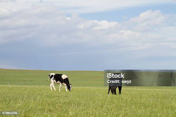 Krów Na Pastwisko - zdjęcia stockowe i więcej obrazów Bez ludzi - Bez ludzi, Biały, Bydło