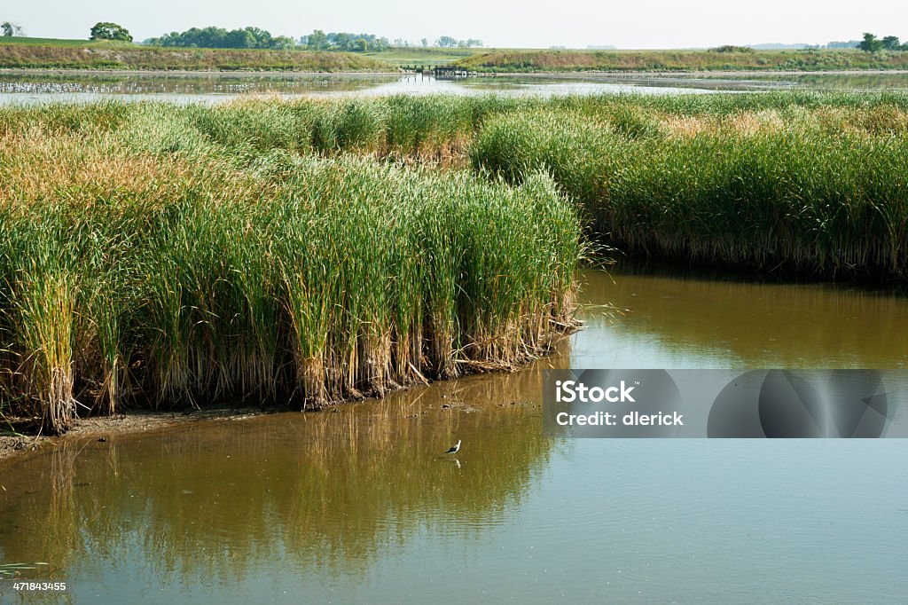 Lit de roseaux et Aire de Conservation du marais - Photo de Fond libre de droits