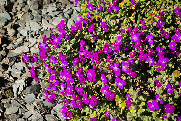 Bright purple aubretia flowering against grey slate chippings in a sunny English garden in spring.