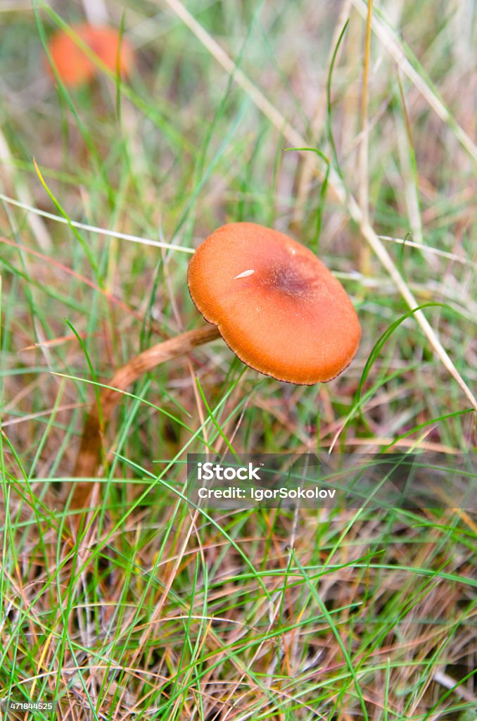 Cogumelo entre grama, close-up - Foto de stock de Amanita parcivolvata royalty-free