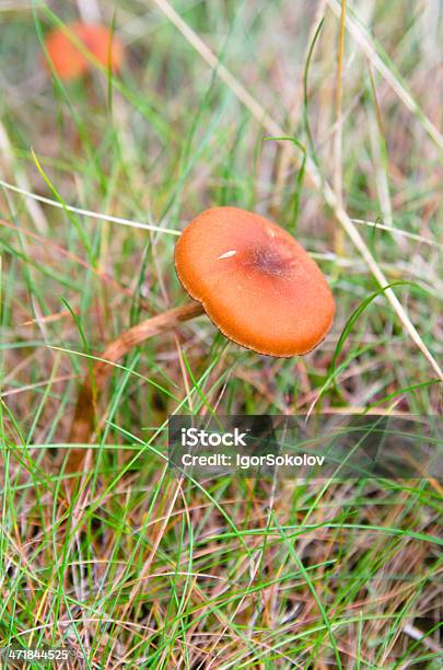 Foto de Cogumelo Entre Grama Closeup e mais fotos de stock de Amanita parcivolvata - Amanita parcivolvata, Amarelo, Caindo