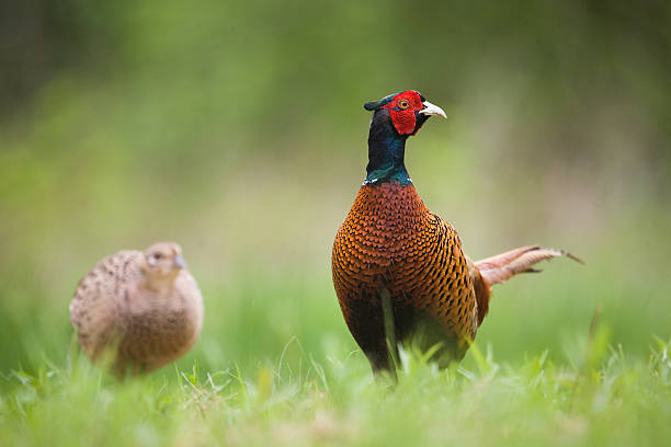 istock Common pheasant male and female 471844841