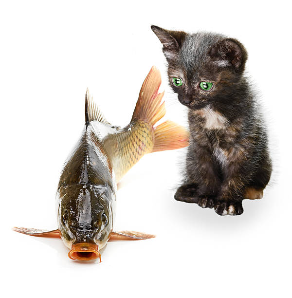 istock Home cat and a carp fish isolated 471845059