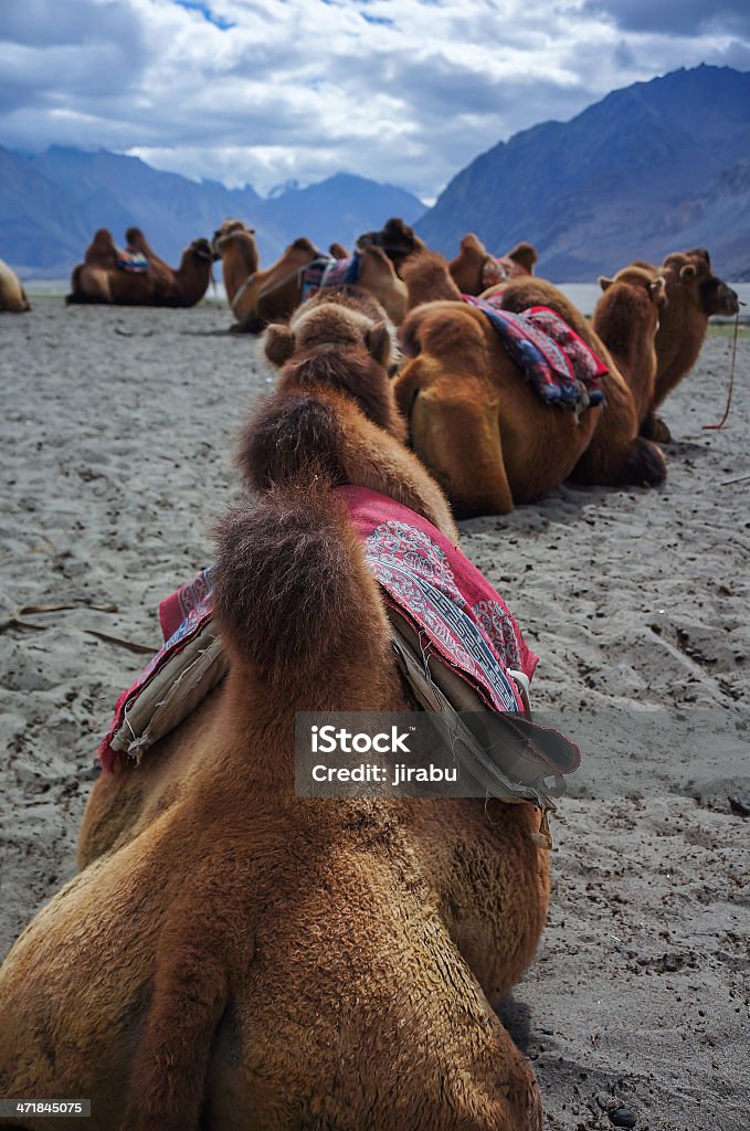 Camelo - Royalty-free Animal Foto de stock