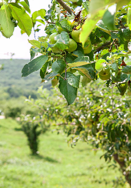 istock Apple trees garden in summer sun rays 471845441