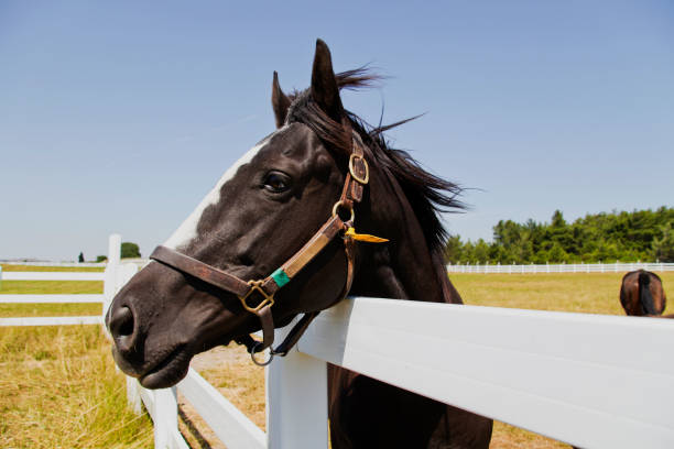 istock Horse in a Farm 471845565