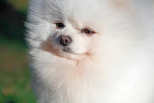 Pomeranian breed lulu posing for the camera