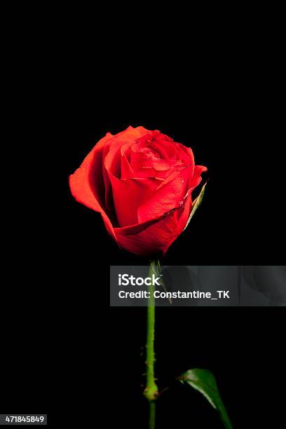 Красная Роза — стоковые фотографии и другие картинки Без людей - Без людей, Вертикальный, Годовщина