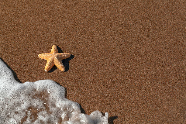 istock big orange starfish and ripples at the seashore 471846076
