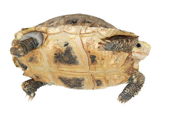 istock pet turtle elongata Elongated tortoise 471846225