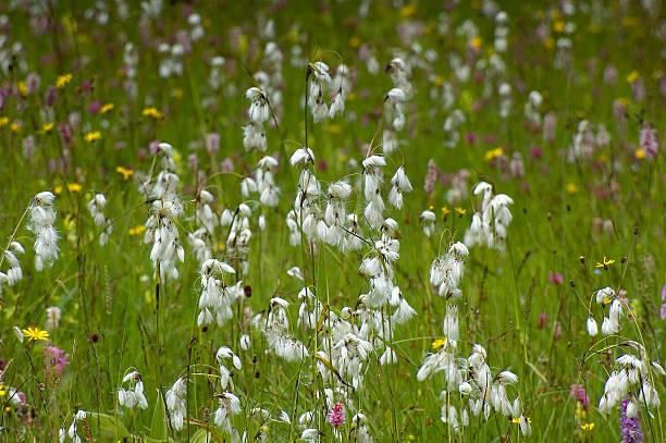 Broad-leaved woolly grass Broad-leaved woolly grass sauergrasgewächse stock pictures, royalty-free photos & images