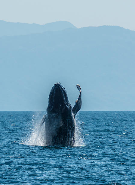 istock Humback breaching straight out of the water 471846424