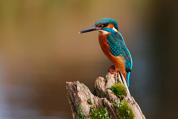 зимородок, зимородки atthis - animals hunting kingfisher animal bird стоковые фото и изображения