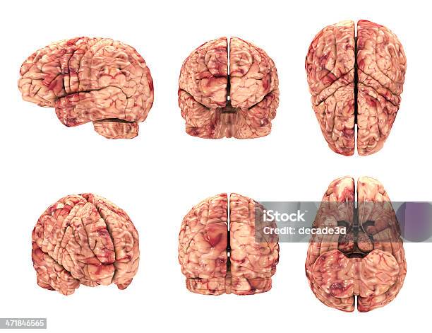 Anatomii Mózgu 6 Widoki Na Białym Tle - zdjęcia stockowe i więcej obrazów Widok od przodu - Widok od przodu, Z boku, Biologia - Nauka