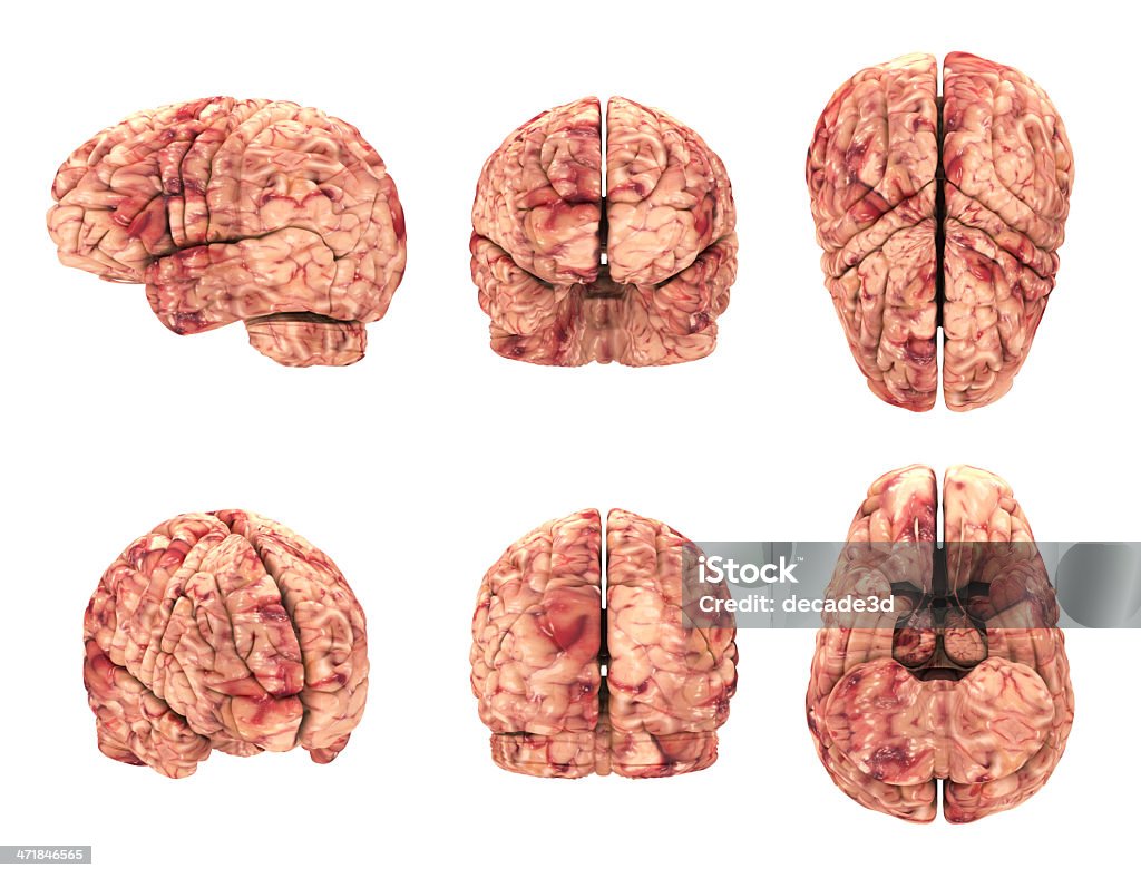 Анатомия мозга - 6 виды изолированные на белом - Стоковые фото Вид спереди роялти-фри
