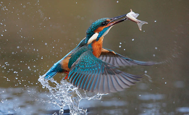 kingfisher, atthis alcedo - animals hunting kingfisher animal bird fotografías e imágenes de stock