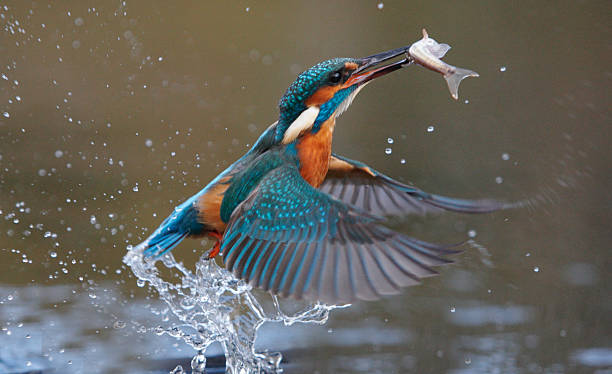 Kingfisher, Alcedo atthis Kingfisher, Alcedo atthis, Single bird diving for fish, Worcesteshire, November 2009 british birds stock pictures, royalty-free photos & images