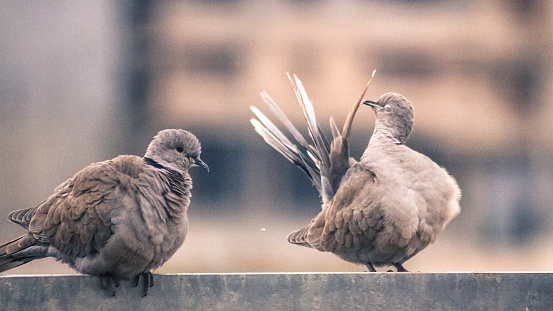 Dove indicate male After building the nest and cleans its feathers