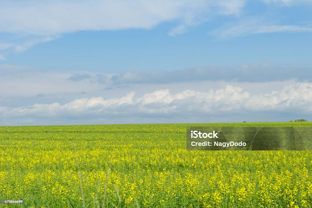 Blé champ sous le ciel nuageux bleu - Photo de Agriculture libre de droits