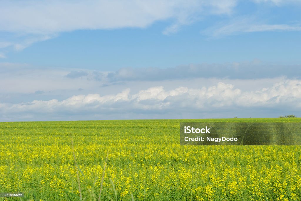 Campo di grano in blu cielo nuvoloso - Foto stock royalty-free di Acerbo