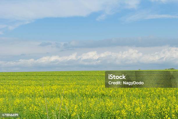 Campo Di Grano In Blu Cielo Nuvoloso - Fotografie stock e altre immagini di Acerbo - Acerbo, Agricoltura, Ambientazione esterna