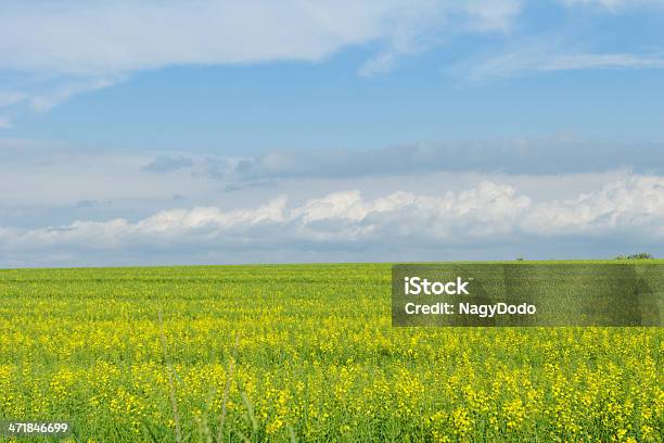 Trigo Campo Sob O Céu Azul Nublado - Fotografias de stock e mais imagens de Agricultura - Agricultura, Ao Ar Livre, Azul