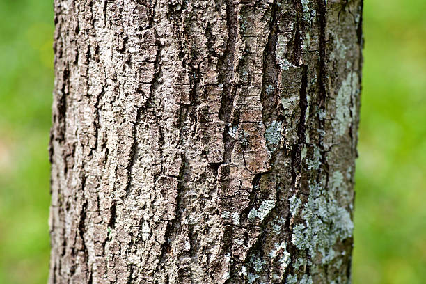istock Bark of a Sawtooth oak. 471847336