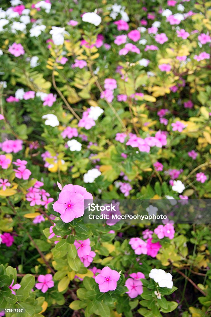 Catharanthus roseus garden. The Catharanthus roseus garden.it flower come form Madagascar. Branch - Plant Part Stock Photo