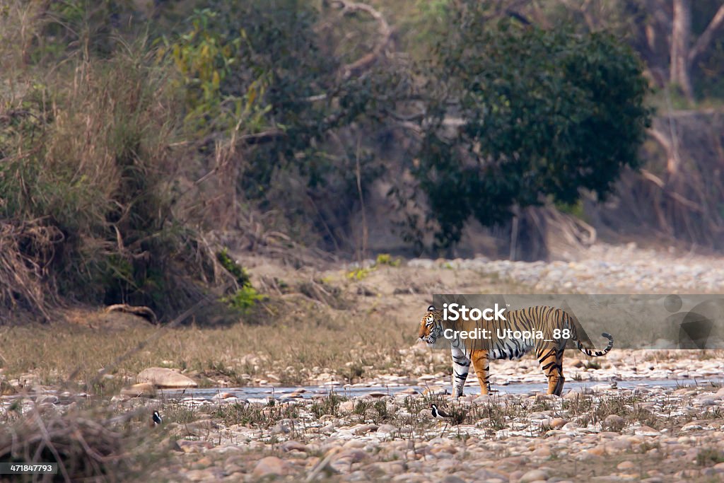 wild female tiger specie Panthera tigris in Nepal Bardia National Park, Teraî, Nepal Tiger Stock Photo