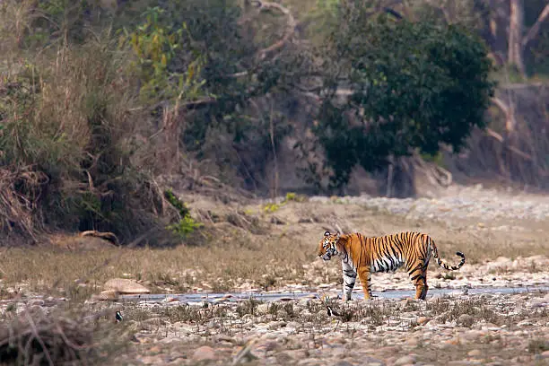 Photo of wild female tiger specie Panthera tigris in Nepal