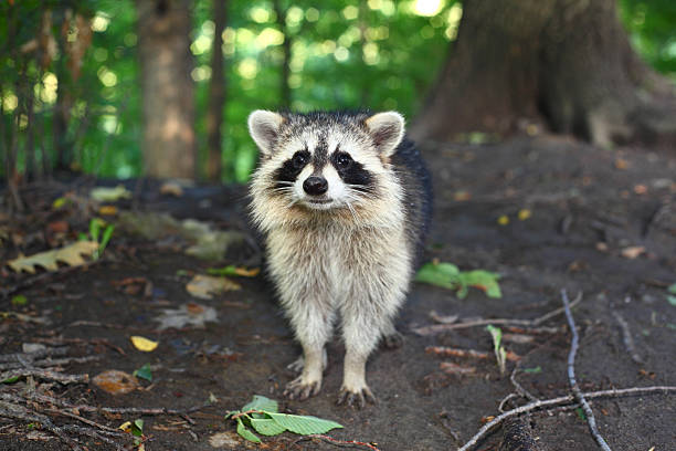 istock Cute little raccoon in the forest looking at camera 471848219