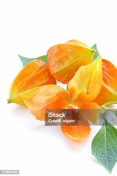 Orange Physalis Beeren Mit Grünen Blättern Stockfoto und mehr Bilder von Beere - Obst - Beere - Obst, Bildhintergrund, Blasenkirsche