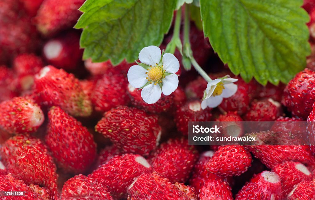 Strawberries berry with flowers Beauty Stock Photo