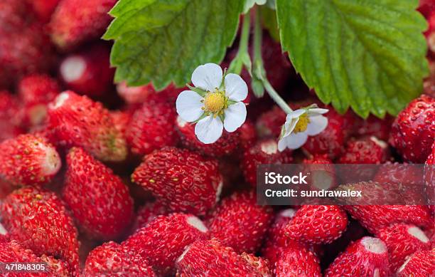 Strawberries Berry With Flowers Stock Photo - Download Image Now - Beauty, Berry Fruit, Close-up