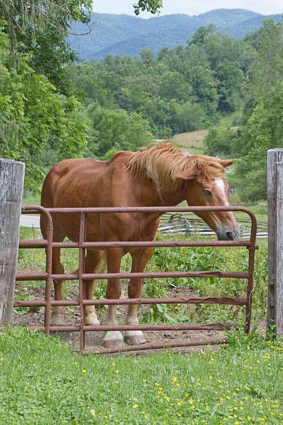 istock Mountain Farm Horse Shaking Off Flies 471848341