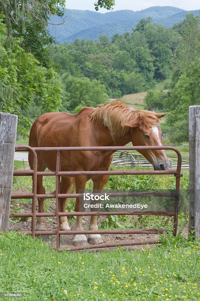Montanha fazenda de cavalos, do voa - Foto de stock de Amarelo avermelhado claro royalty-free