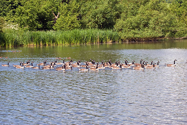 istock Flock of Canada geese on water 471848401
